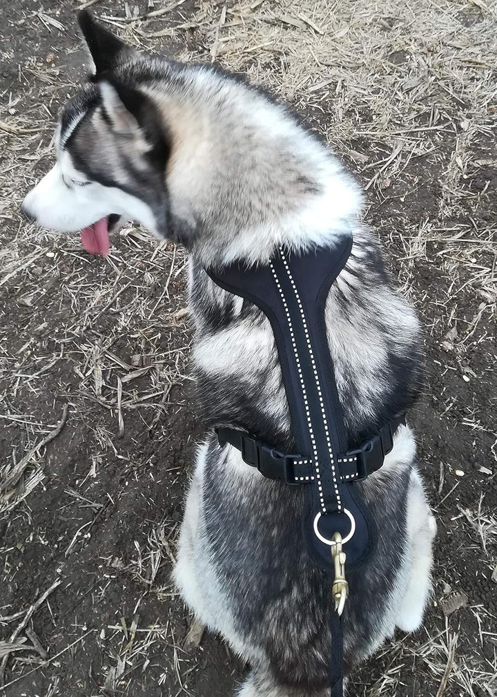 Northern Howl Canicross Hunde Zuggeschirr in Blau mit Reflektoren XXL, XXL