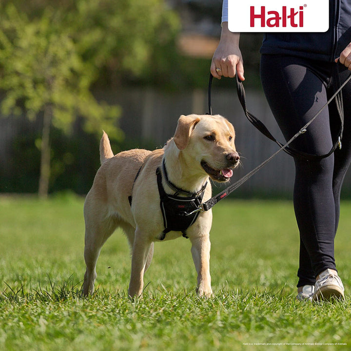 Halti No Pull Geschirr und Trainingsleine Kombi-Pack, Stop Dog Pulling on Walks with Halti, Includes