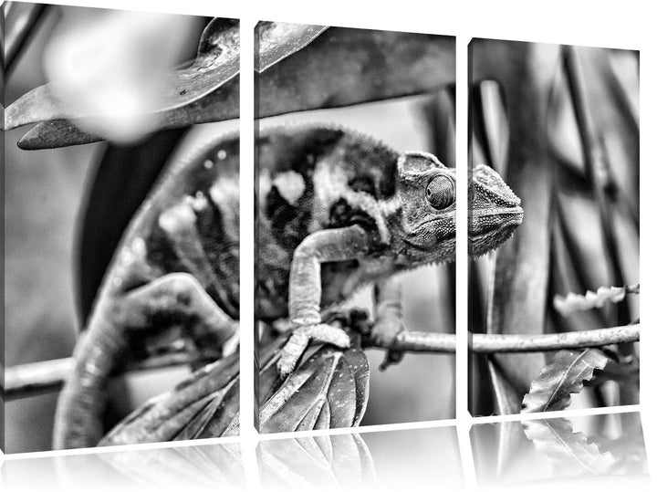 Pixxprint Monocrome, braunes Chamäleon 3-Teiler Leinwandbild 120x80 Bild auf Leinwand