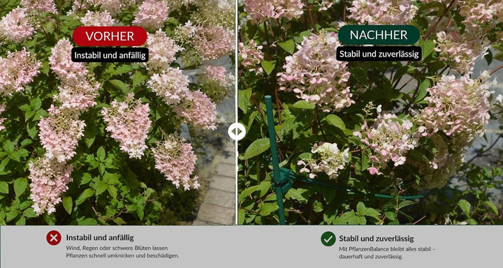 Pflanzenstütze für grosse Stauden wie Hortensien & Pfingstrosen | 20x Staudenhalter L Ø 40–75 cm – V