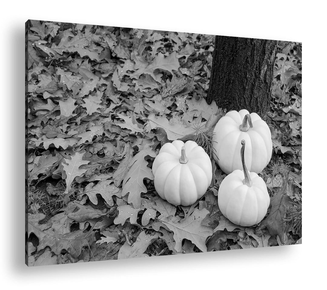 deyoli frische Kürbise Effekt: Schwarz&amp;Weiss Format: 120x80 als Leinwandbild, Motiv fertig gerahmt a