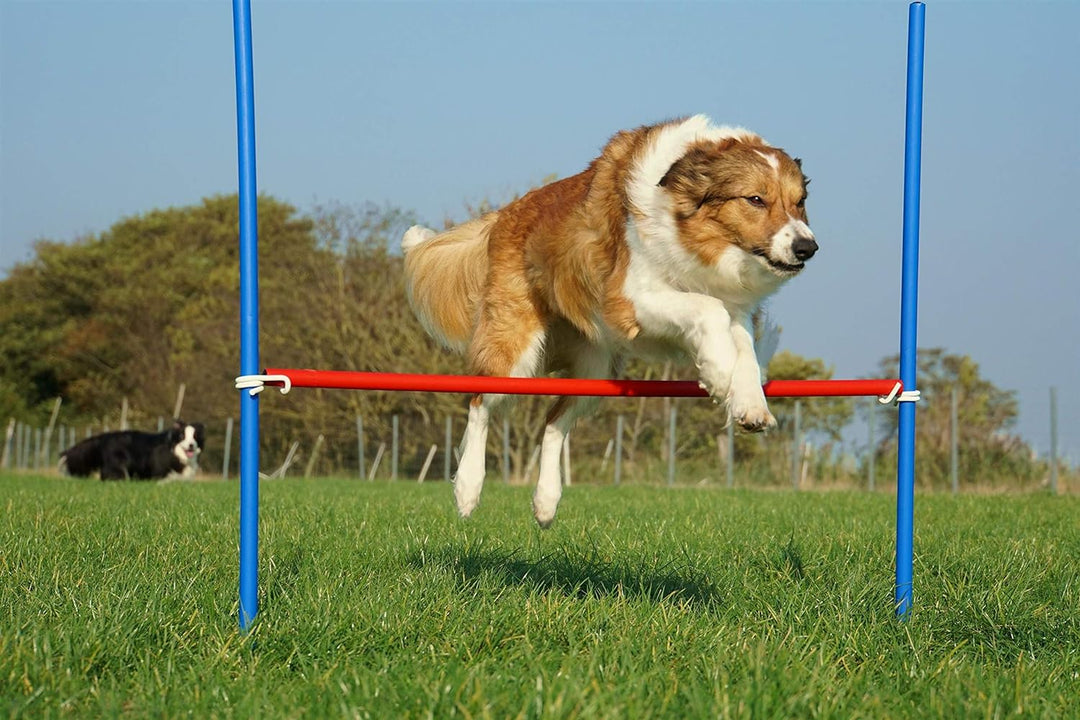 Wuzzmann Agility-Beginner-Set ROT/BLAU