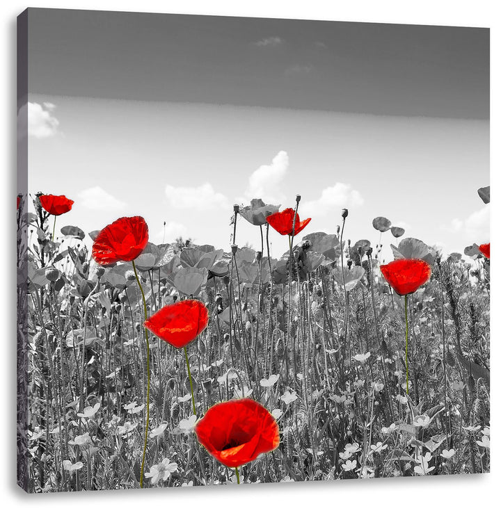 Pixxprint schöner rot leuchtender Mohn schwarz/weiss, Format: 70x70 auf Leinwand, 70x70