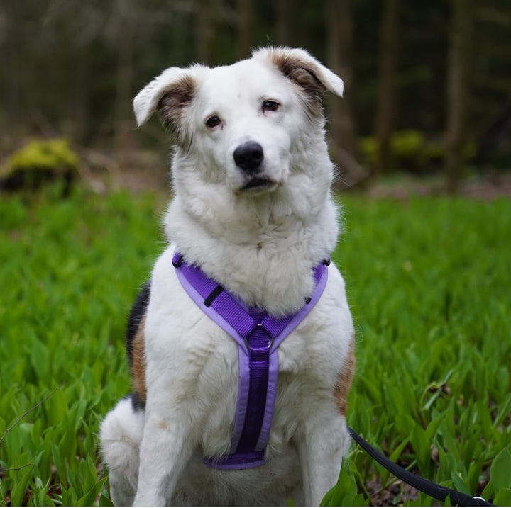 Anny-X Brustgeschirr Fun Lavendel | Hundegeschirr Grösse S (Brustumfang 52-64 cm), S
