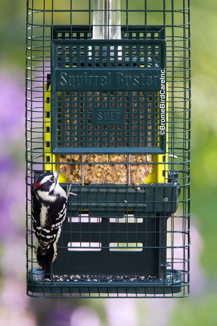 Squirrel Buster Talg Eichhörnchensicher Talg Vogelfutterstation mit Zwei Talgkuchenschalen, Zwei Krü