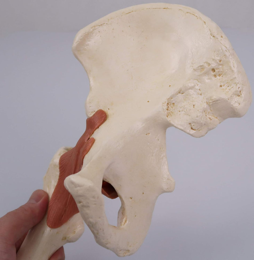 3B Scientific Menschliche Anatomie - Luxus Hüftgelenk-Funktionsmodell + kostenlose Anatomie App - 3B