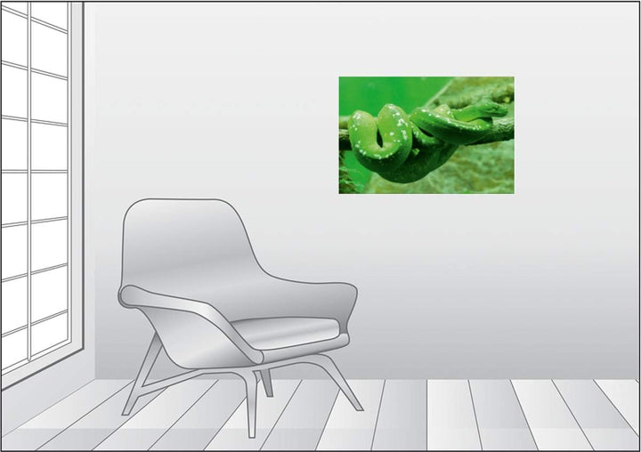 CALVENDO Grüne Baumpython (Morelia Viridis) 75L x 50B cm, 75L x 50B cm