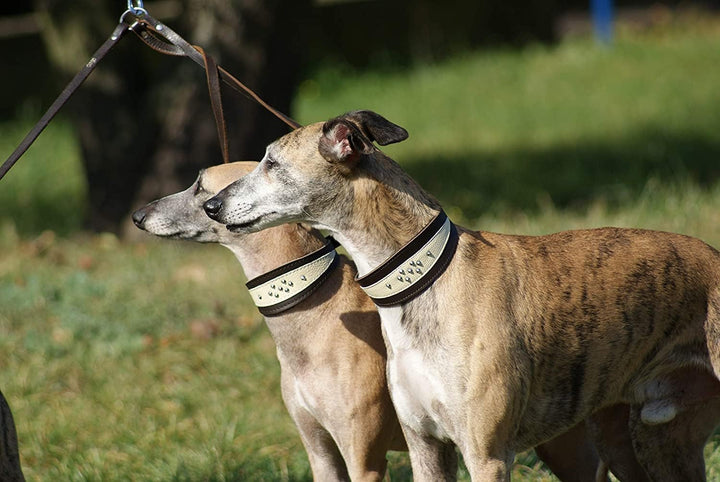 Dingo Weiches Lederhalsband für Windhund Eleganz Halsband Soft 12399 33 cm, 33 cm
