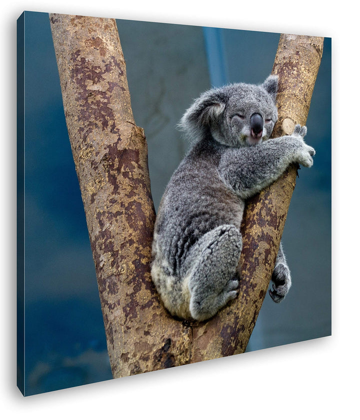 deyoli niedlich schlafender Koalabär Format: 70x70 als Leinwand, Motiv fertig gerahmt auf Echtholzra