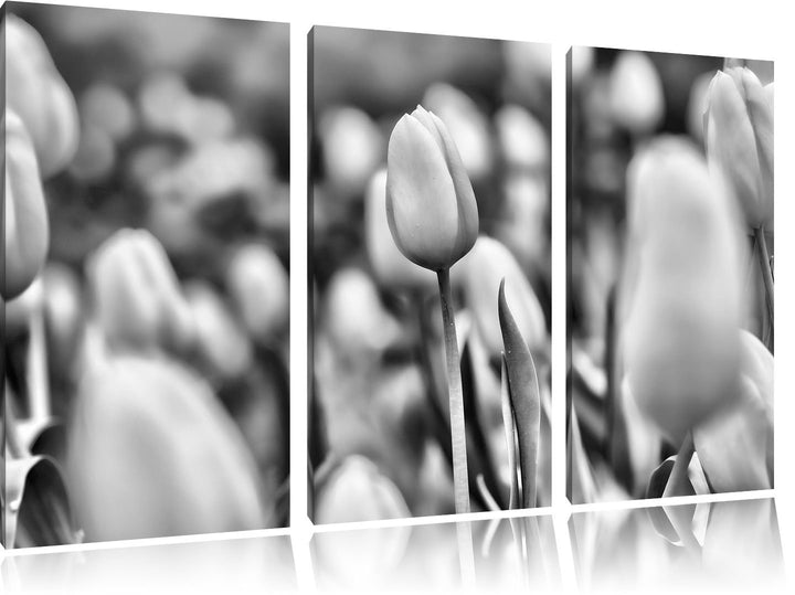Pixxprint Gelbe Tulpen im Frühling als Leinwandbild/Grösse: 3 Teilig (120x80) cm/Wandbild/Kunstdruck