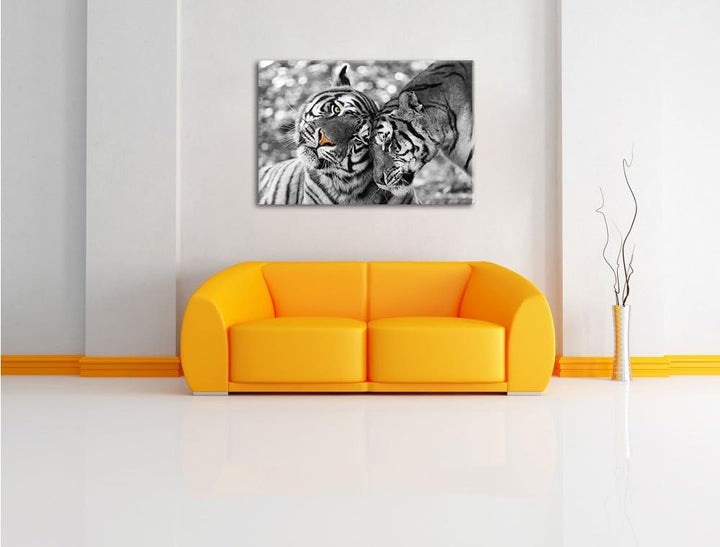 Pixxprint Zwei liebkosende Tiger B&W Detail, Format: 100x70 auf Leinwand, 100x70