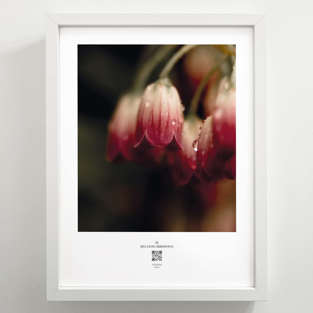 VALINA HÖRBAR RELAX | Hörbild | 3er-Set | Wald & Wiese 01 | Poster Poster / Papier 30cm x 40cm, Post
