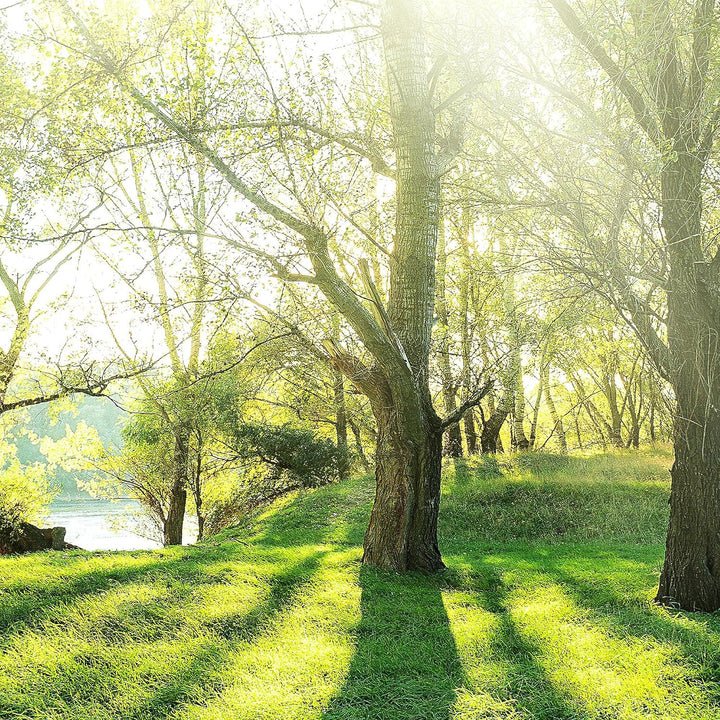 Runa Art Wandbilder Wald Landschaft 5 Teilig Bild auf Vlies Leinwand Deko Schlafzimmer Wohnzimmer So