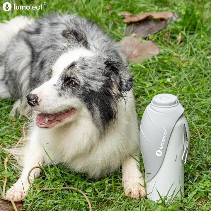 LumoLeaf Isolierte Edelstahl-Wasserflasche für Hunde, 800 ml – Hält Wasser stundenlang kühl oder war