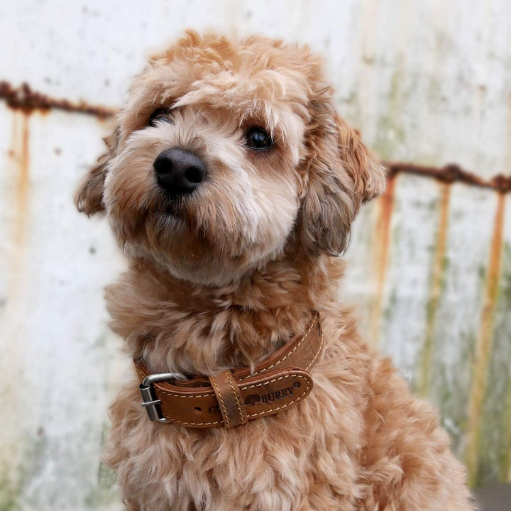 Greenburry Vintage 1609-25 Leder Hundehalsband 55 cm