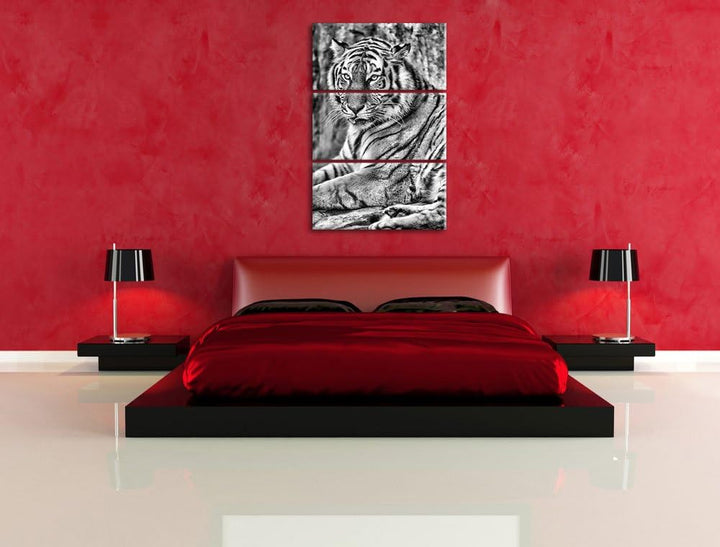 Pixxprint schöner Tiger beim Putzen als Leinwandbild/Grösse: 3 Teilig (120x80) cm/Wandbild/Kunstdruc