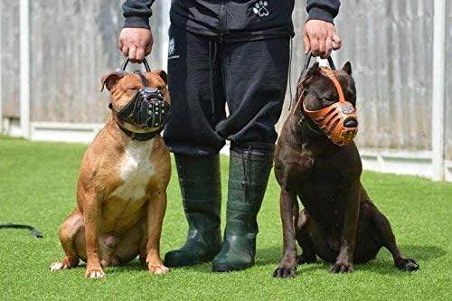 Bestia Maximus Weiss Leder Maulkorb. Einzigartiges Desing und Qualität XXL- Molosser, Saint Bernard,