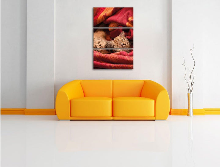 Pixxprint Babykatze als Leinwandbild/Grösse: 3 Teilig (120x80) cm/Wandbild/Kunstdruck/fertig bespann