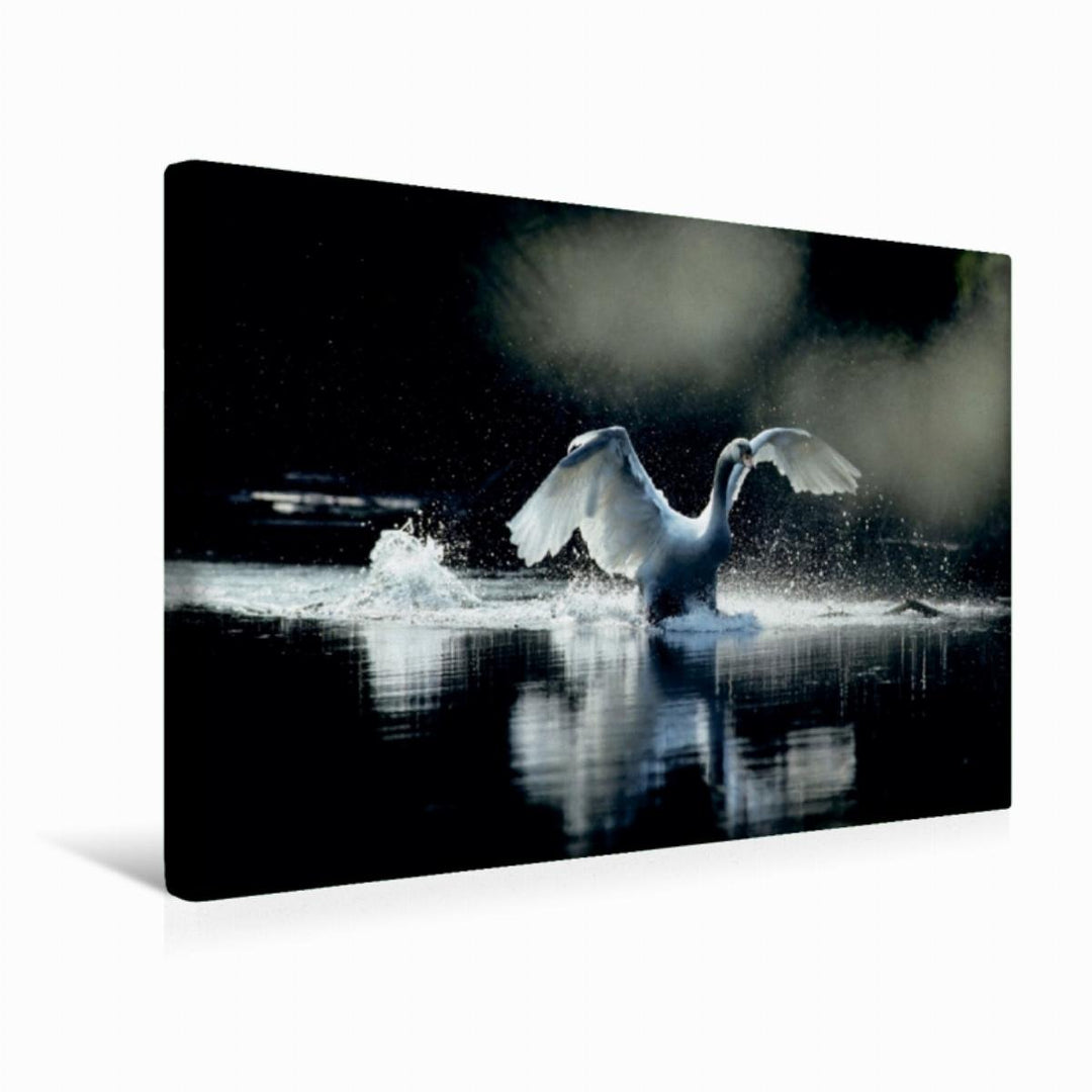 Premium Textil-Leinwand 45 x 30 cm Quer-Format Ein Bild SWANS Kalender. weiss Eleganz | Wandbild, HD