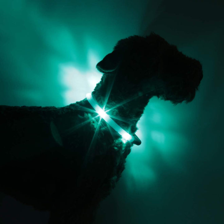 LEUCHTIE® Leuchthalsband Plus türkis Grösse 55 I LED Halsband für Hunde I 100 h Leuchtdauer I wasser