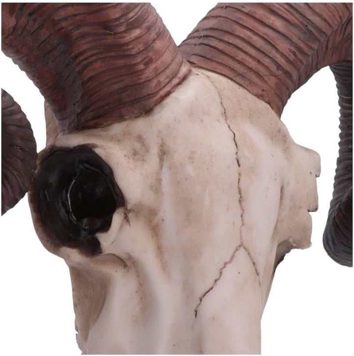 Nemesis Now Widder-Totenkopf-Wandschild, mittelgross, 32,5 cm, Elfenbeinfarben, Kunstharz, Einheitsg