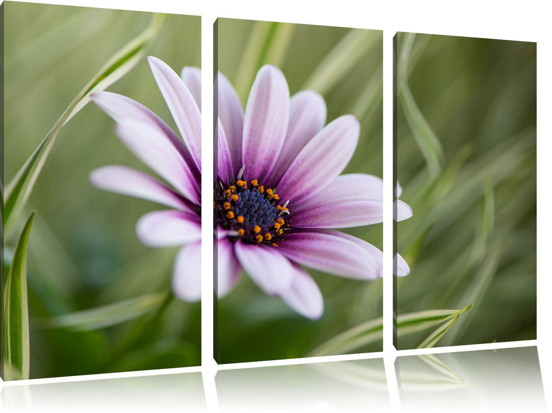 Pixxprint Blume in der Natur als Leinwandbild - Grösse: 3-Teilig (120x80cm) - Wandbild - Kunstdruck