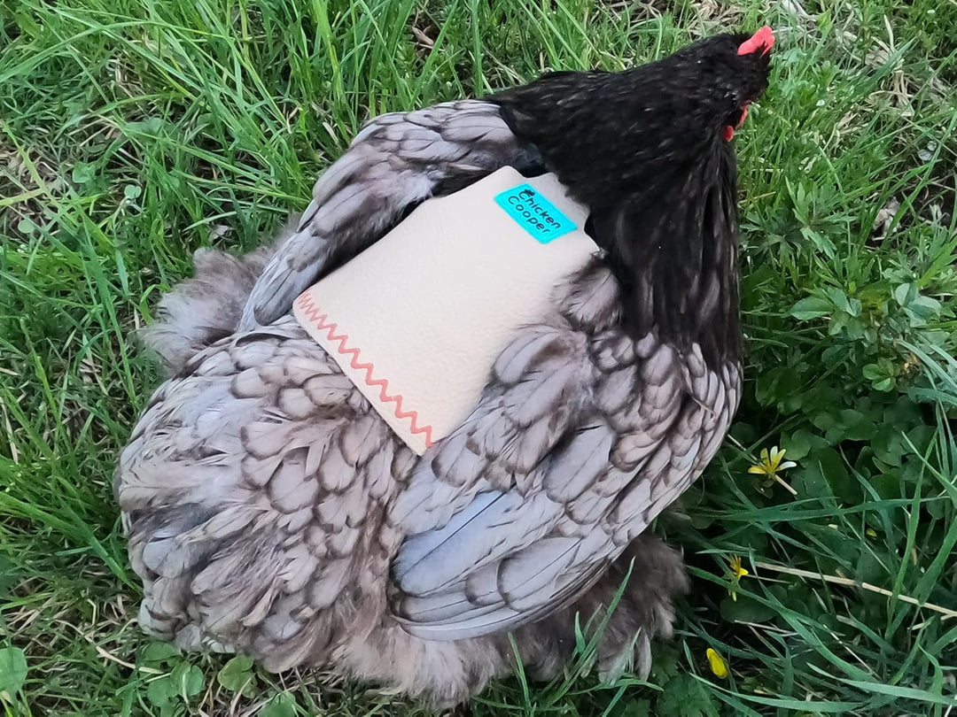 Chicken Cooper Hühnersattel, Hühnerweste, Federschutz, Geflügel Rückenschutz, Echtleder Handgemacht