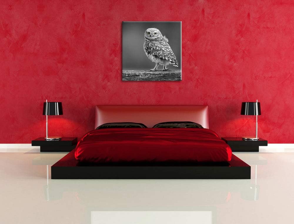 Pixxprint süsse Eule auf AST schwarz/weiss, Format: 70x70 auf Leinwand, 70x70