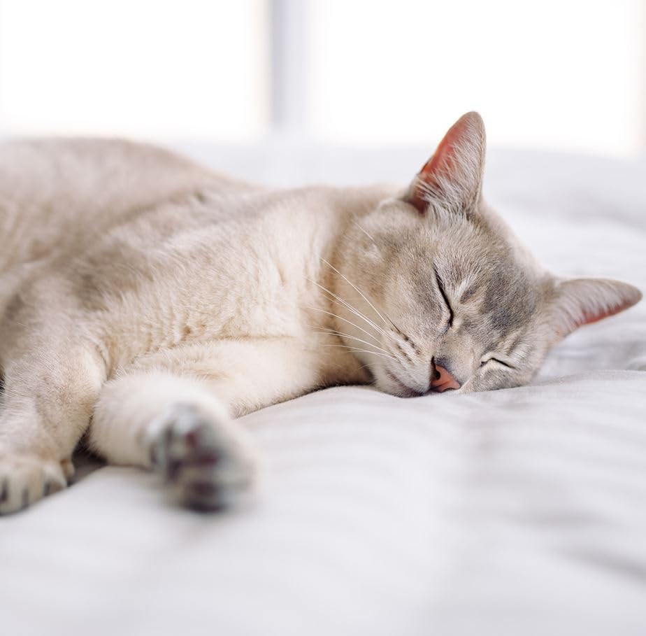 Virbac Nutribound für Katzen 3 Flaschen á 150 ml
