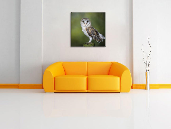 Pixxprint Eule, Format: 70x70 auf Leinwand, XXL riesige Bilder fertig gerahmt mit Keilrahmen, Kunstd