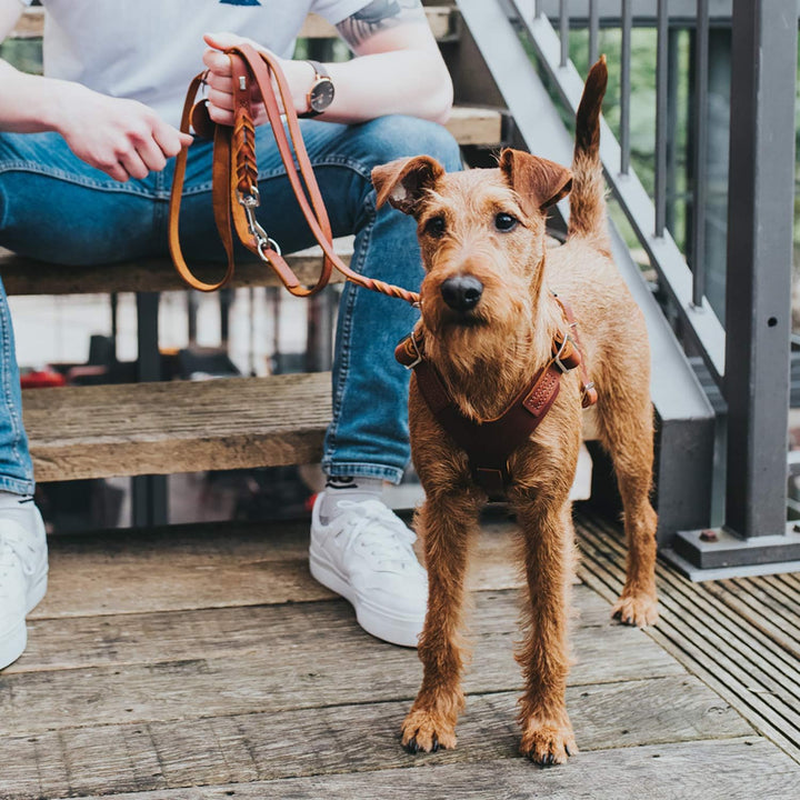HUNTER Aalborg Hundegeschirr, Leder, XS, Cognac cognac XS, cognac XS