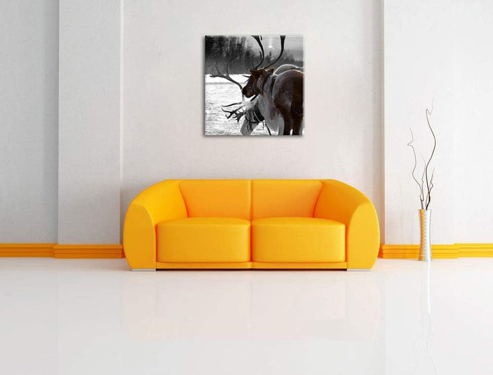 Pixxprint Rentiere im Schnee schwarz/weiss, Format: 70x70 auf Leinwand, 70x70