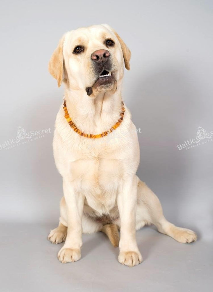 Baltic Secret Bernsteinkette Hund, Bernsteinhalsband Hunde mit Perlen, Zeckenschutz Katze, Flohhalsb
