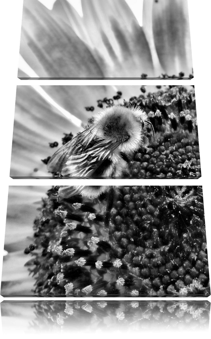 Pixxprint Monocrome, Biene auf Sonnenblume 3-Teiler Leinwandbild 120x80 Bild auf Leinwand