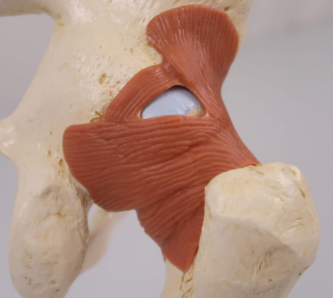 3B Scientific Menschliche Anatomie - Luxus Hüftgelenk-Funktionsmodell + kostenlose Anatomie App - 3B