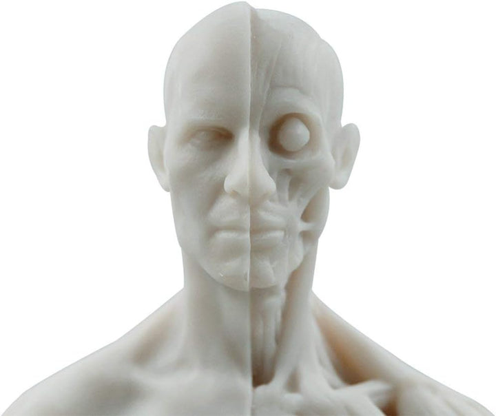 Aprodite Anatomie-Figur für Künstler, 30 cm, Weiss