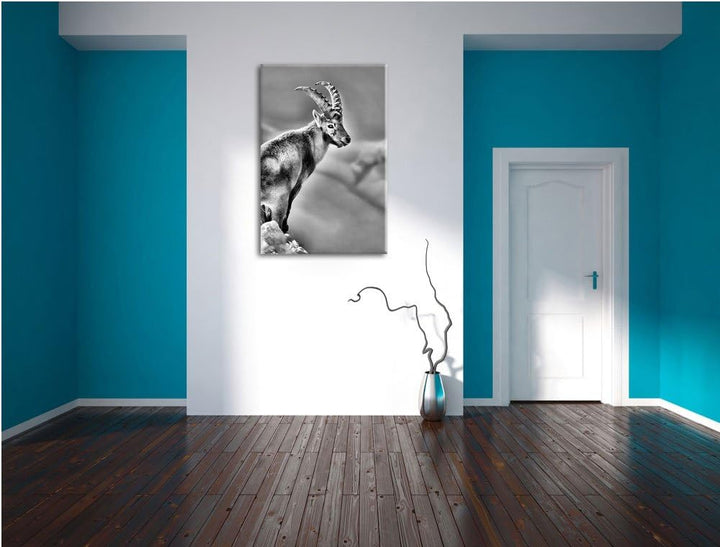 Pixxprint Steinbock im Schnee als Leinwandbild/Grösse: 100x70 / Wandbild/Kunstdruck/fertig bespannt,
