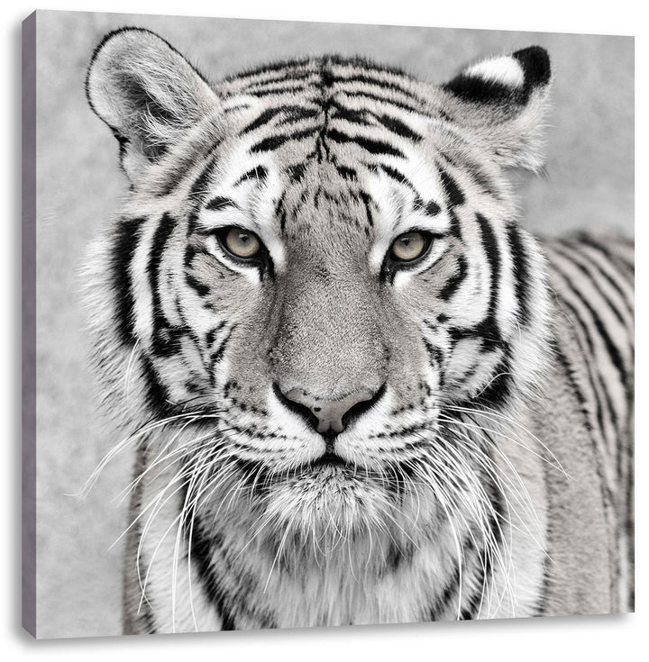 Pixxprint Anmutiger Tiger in Schwarz/Weiss, Format: 70x70 auf Leinwand, 70x70