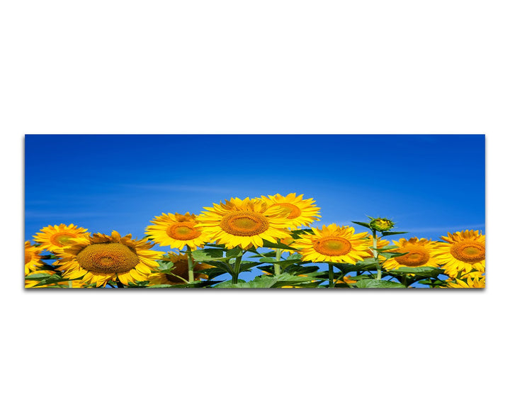 Paul Sinus Art Panoramabild auf Leinwand und Keilrahmen 120x40cm Sonnenblumen Sommer Himmel