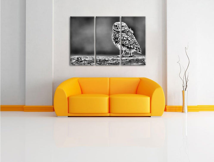 Pixxprint Kleine Eule auf Baum als Leinwandbild/Grösse: 3 Teilig (120x80) cm/Wandbild/Kunstdruck/fer
