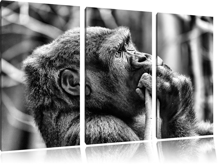 Pixxprint Gorilla isst als Leinwandbild/Grösse: 3 Teilig (120x80) cm/Wandbild/Kunstdruck/fertig besp