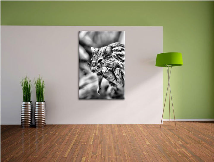 Pixxprint Monocrome, ruhende Feldmaus, Format: 100x70 auf Leinwand, 100x70