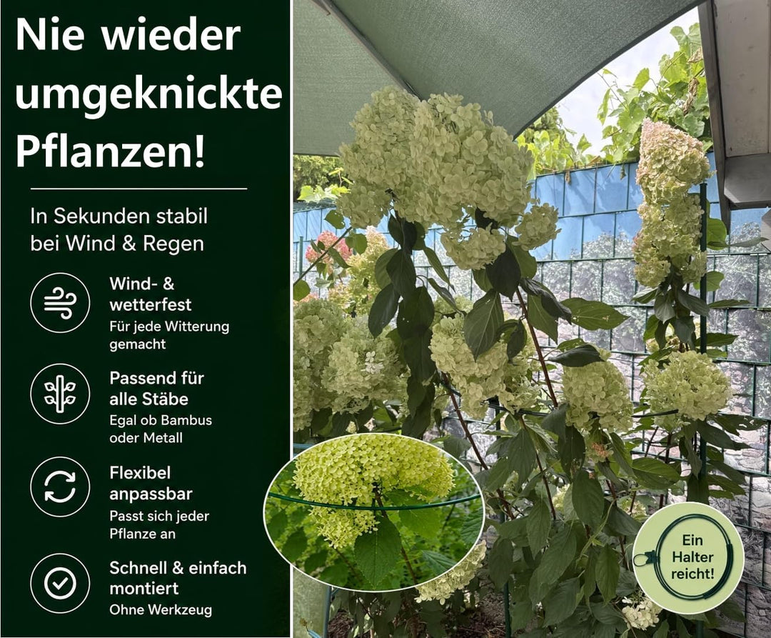 Pflanzenstütze für grosse Stauden wie Hortensien & Pfingstrosen | 20x Staudenhalter L Ø 40–75 cm – V