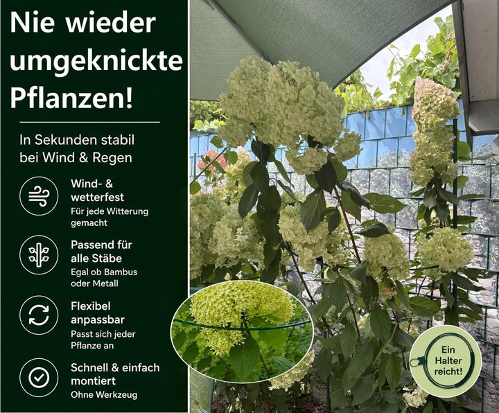 Pflanzenstütze für grosse Stauden wie Hortensien & Pfingstrosen | 20x Staudenhalter L Ø 40–75 cm – V