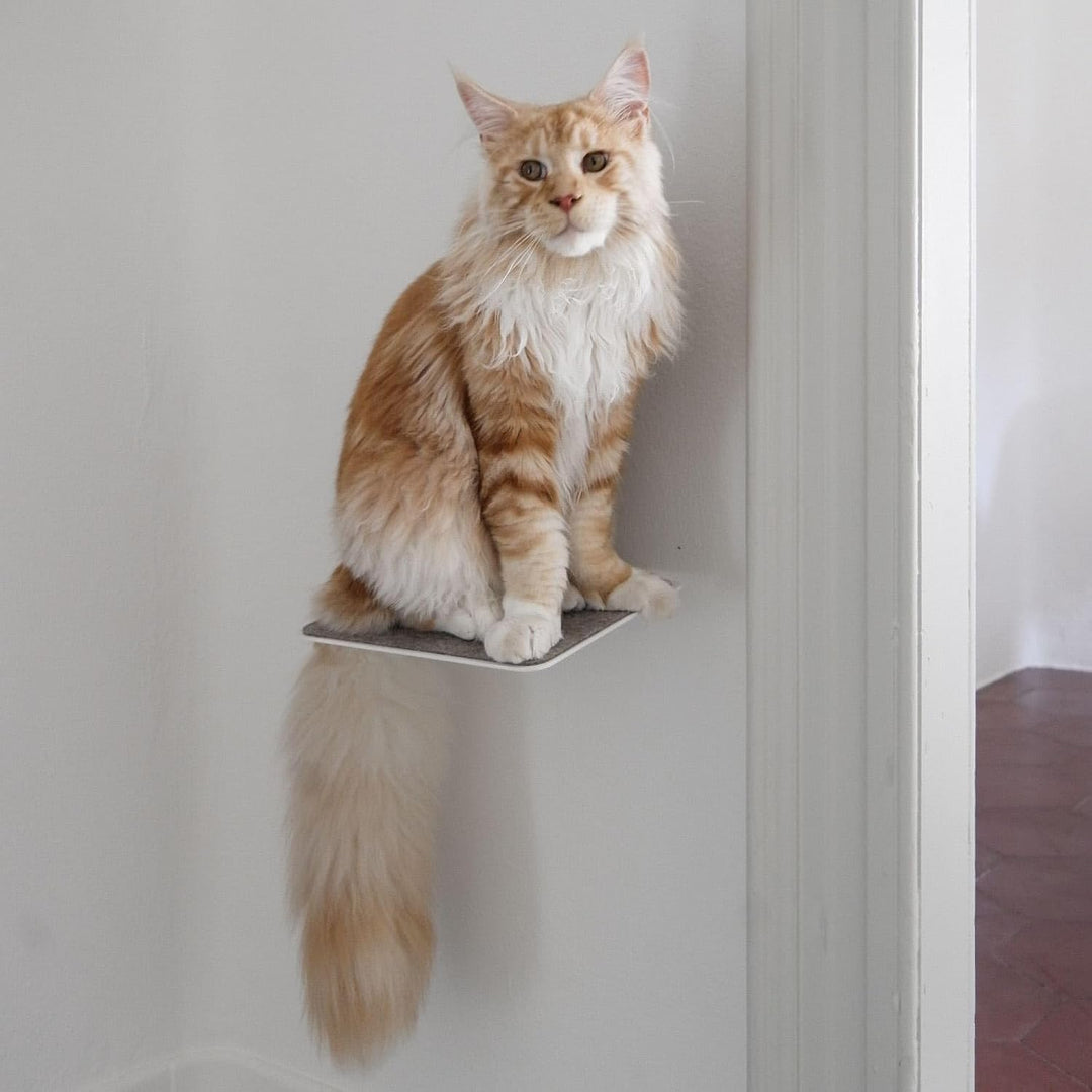 LucyBalu® STEPS Katzentreppe Wand Innen &amp; Aussen 3er Set | Katzen Kletterwand | Wandpark für Katzen