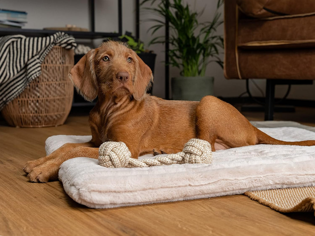 TrendPet Harmony 4cm gefütterte Hundedecke, Katzendecke, Liegedecke für Hunde und Katzen (Creme, 60x