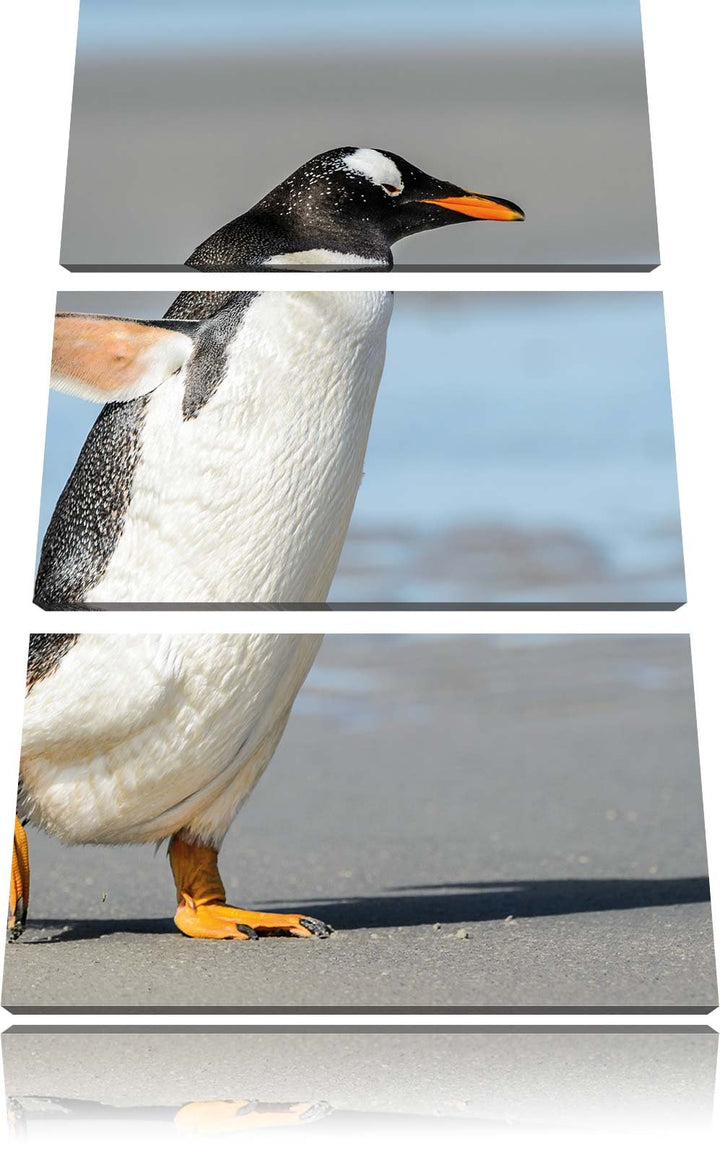 Pinguin am Strand 3-Teiler Leinwandbild 120x80 Bild auf Leinwand