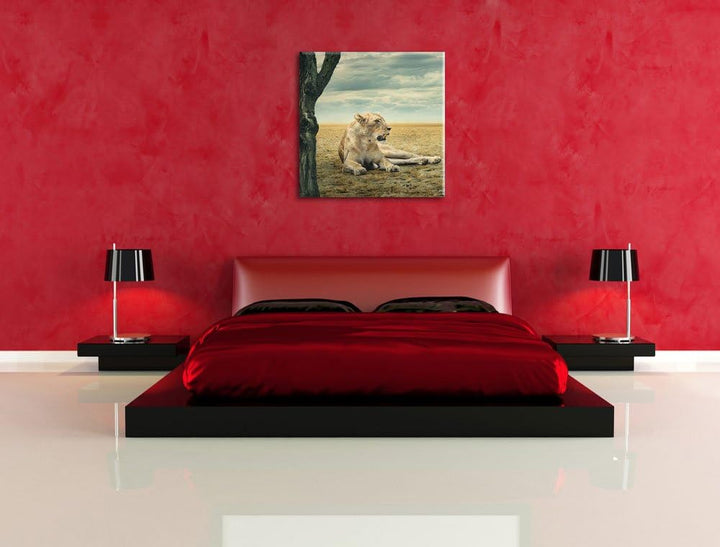 Löwin Ruhe Savanne, Format: 70x70 auf Leinwand, XXL riesige Bilder fertig gerahmt mit Keilrahmen, Ku