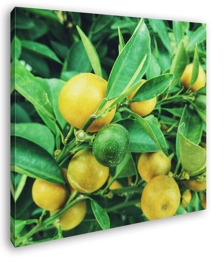 deyoli Reife Zitronen am Baum Format: 70x70 als Leinwand, Motiv fertig gerahmt auf Echtholzrahmen, H