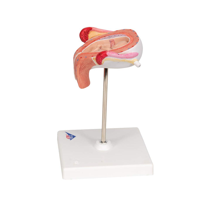 3B Scientific Menschliche Anatomie - Fetus Modell, 3. Monat + kostenlose Anatomie App - 3B Smart Ana